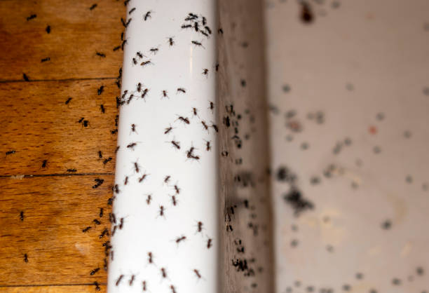 Best Insect Control  in Loganville, PA